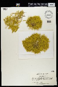 Letharia vulpina image