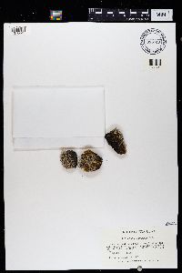 Cladonia floridana image
