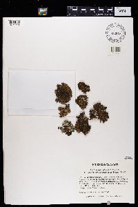 Tuckermanopsis americana image