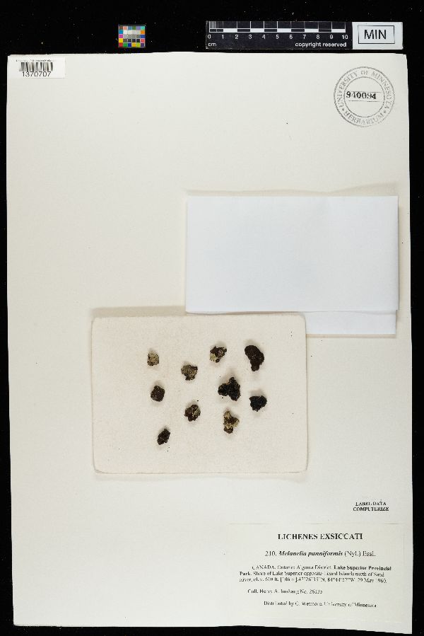 Melanelia panniformis image