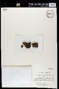 Protopannaria pezizoides image