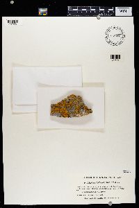 Caloplaca thallincola image