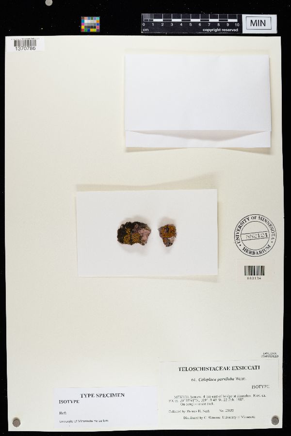 Caloplaca parviloba image