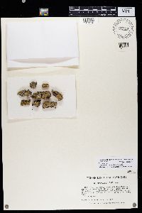 Caloplaca persimilis image