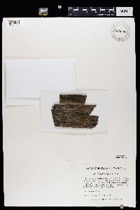 Caloplaca lignicola image