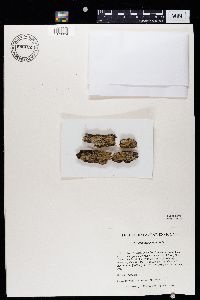 Caloplaca persimilis image