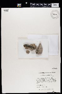Pyrenodesmia pratensis image
