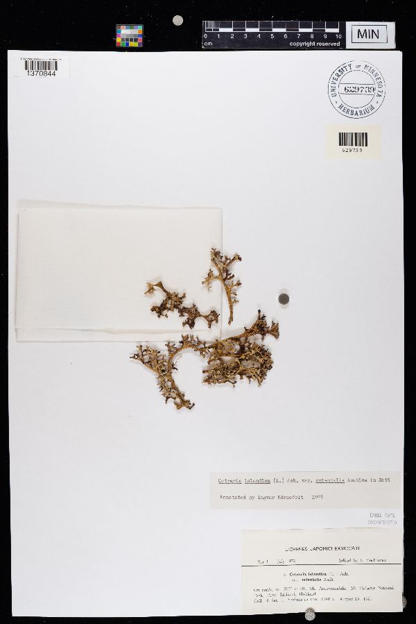 Cetraria islandica var. orientalis image