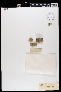 Image of Lecania arenaria