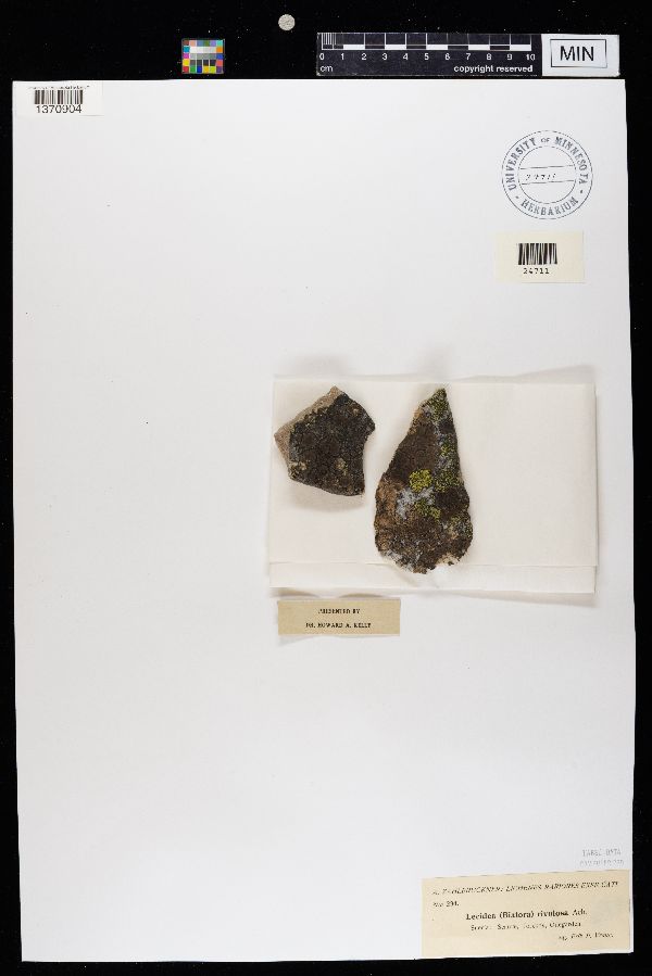 Lecidea rivulosa image