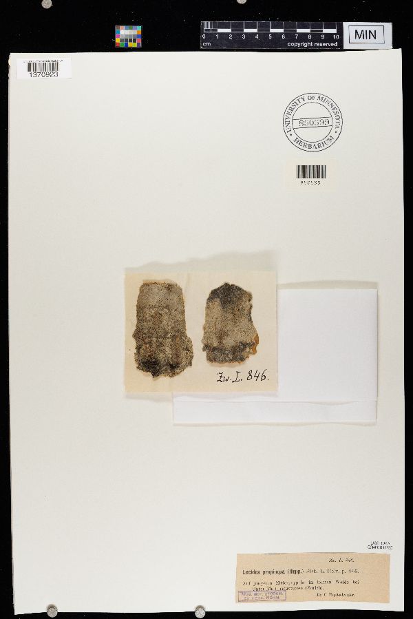 Lecidea propinquata image