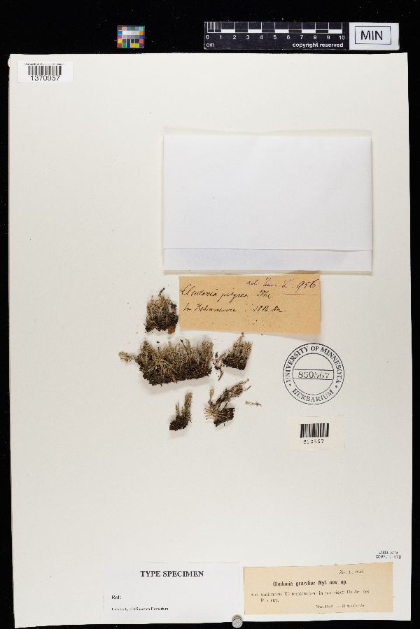 Cladonia gracilior image