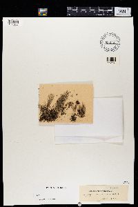 Cladonia gracilior image