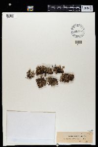 Cladonia sobolifera image