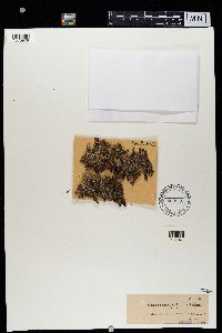 Cladonia degenerans f. haplotea image