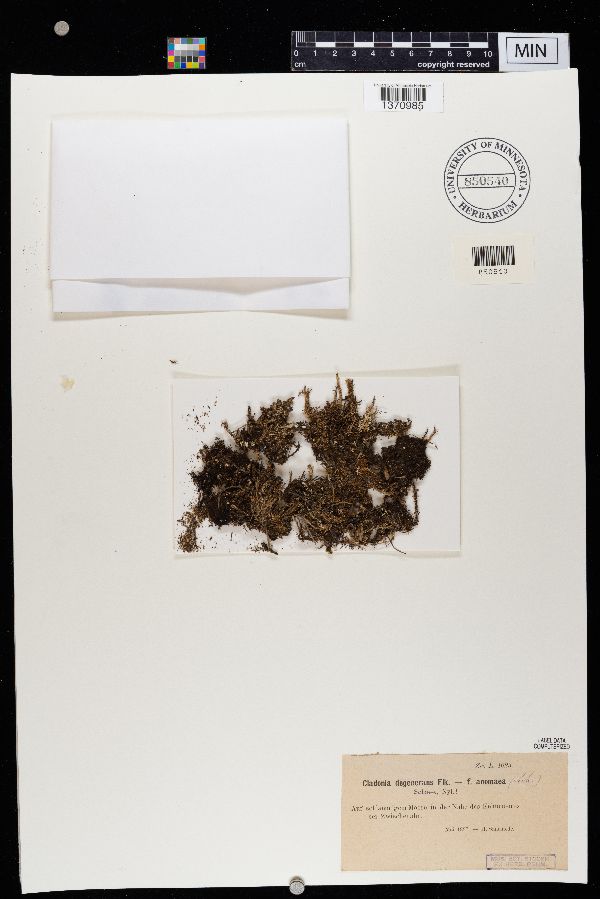 Cladonia degenerans f. anomaea image