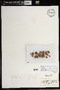 Rhizoplaca opiniconensis image