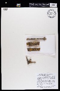 Caloplaca lobulata image