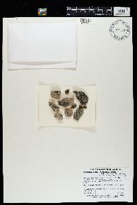 Kuettlingeria soralifera image