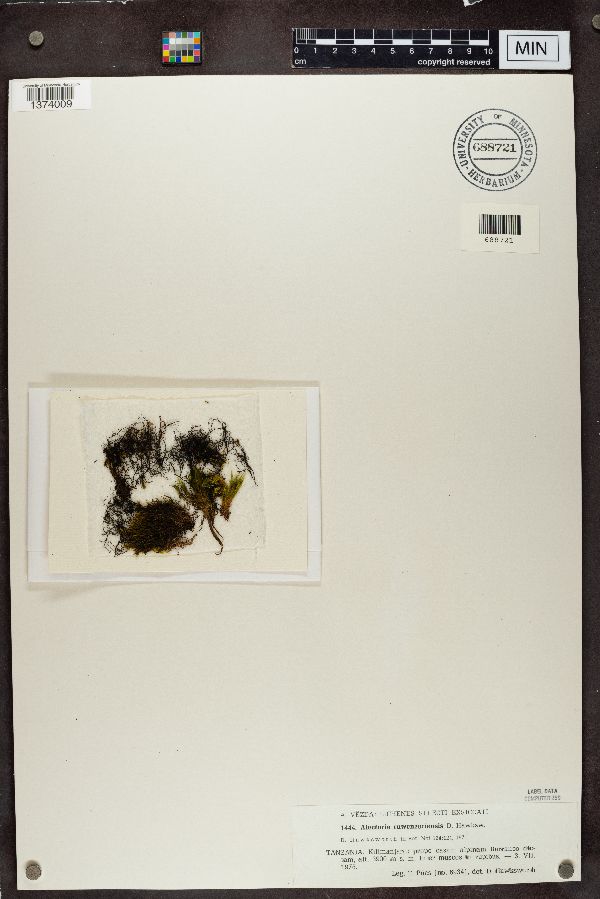 Alectoria ruwenzoriensis image