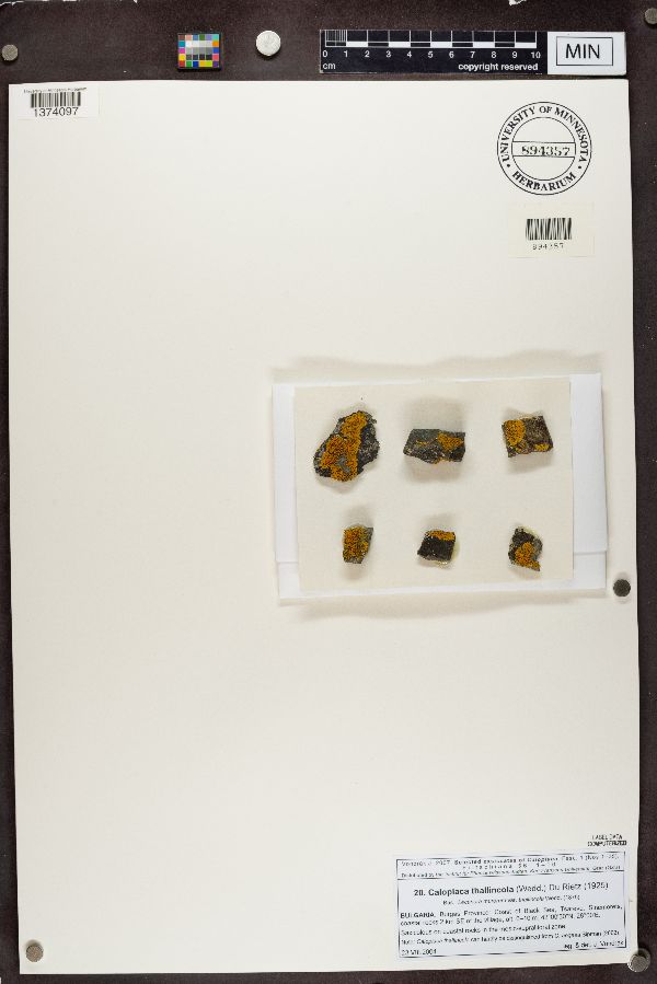 Caloplaca thallincola image