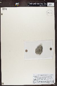 Pyrenodesmia albopruinosa image