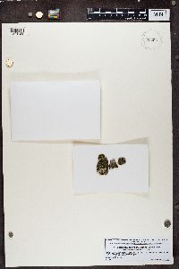 Caloplaca pollinii image
