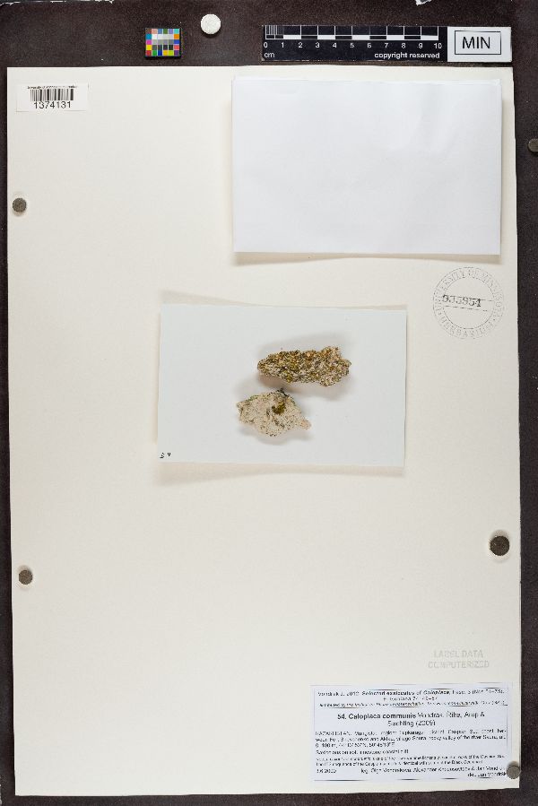 Caloplaca communis image