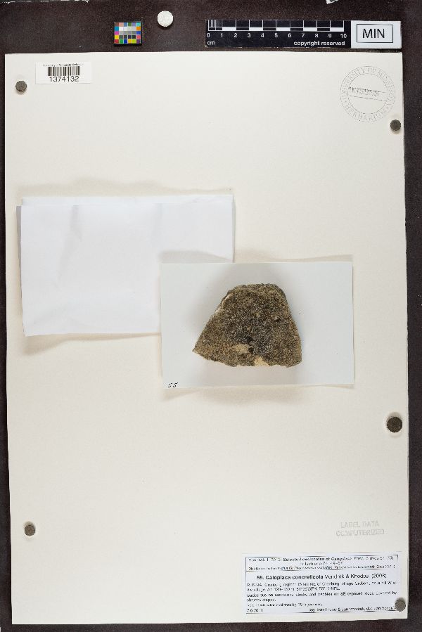 Caloplaca concreticola image