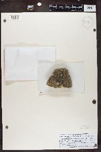 Pyrenodesmia concreticola image