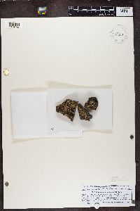 Erichansenia epithallina image