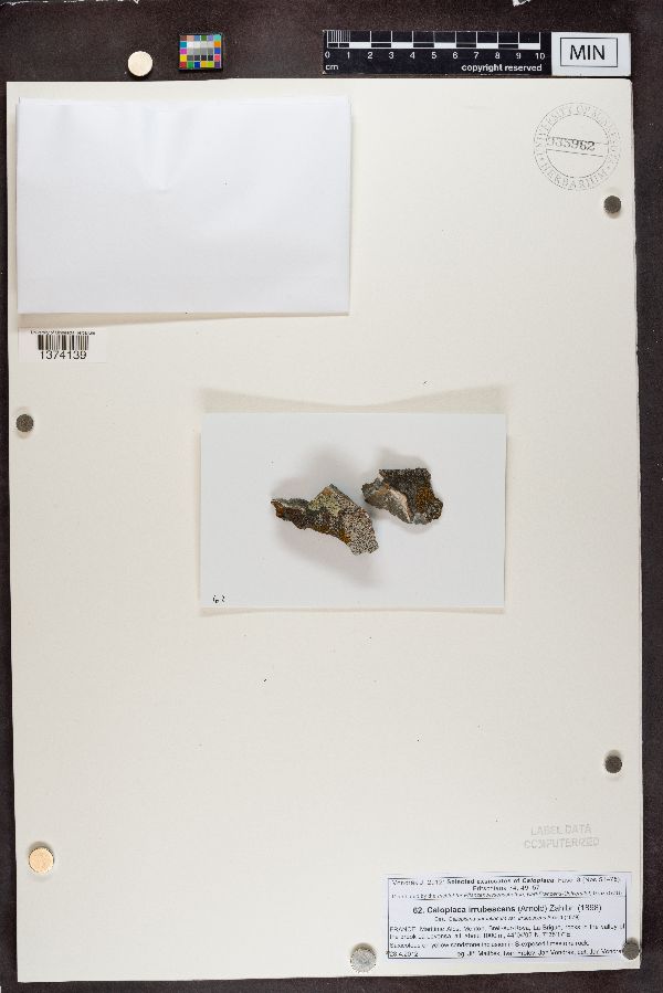 Caloplaca irrubescens image
