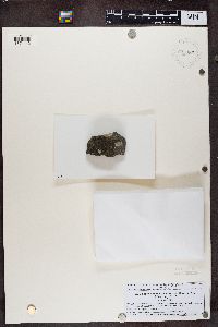 Caloplaca neotaurica image