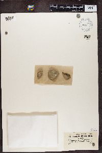 Lecanora albescens image