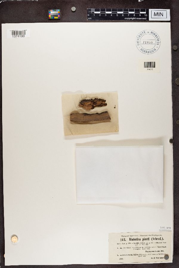 Coenogonium pineti image