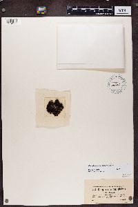 Caloplaca cerina var. chloroleuca image