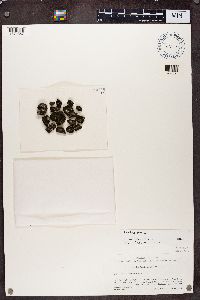 Koerberia biformis image