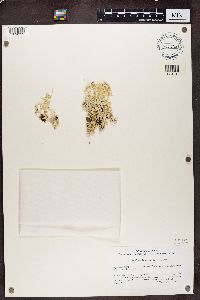 Cladonia alpestris image