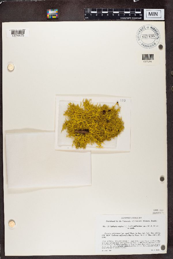 Letharia vulpina f. californica image