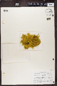 Letharia vulpina image