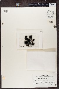 Cornicularia normoerica image