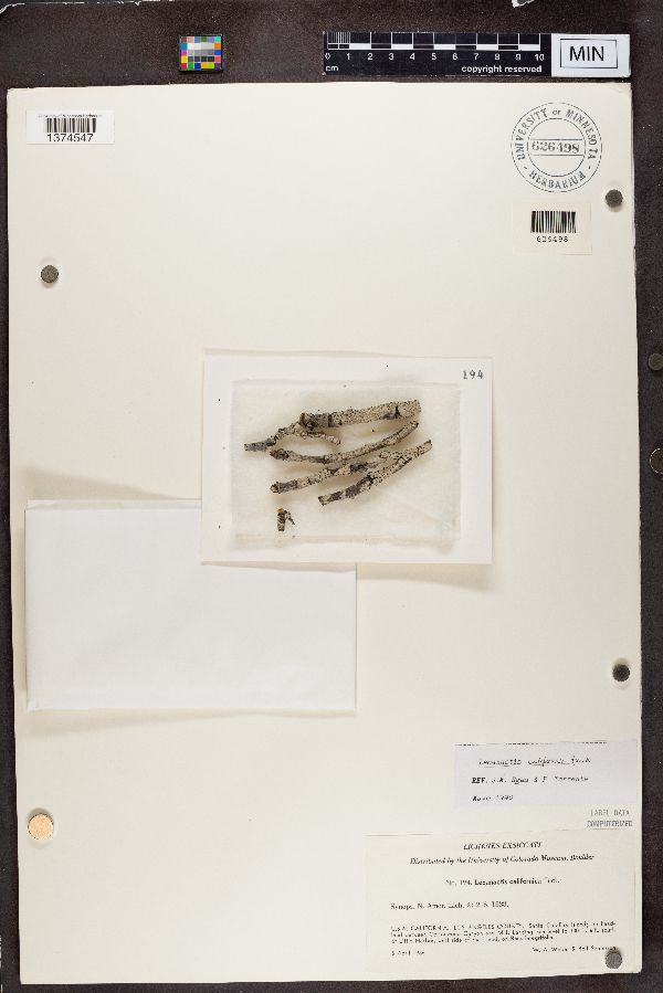 Lecanactis image