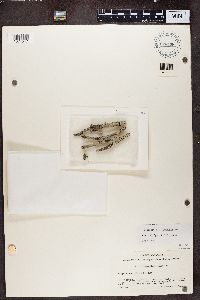 Lecanactis californica image