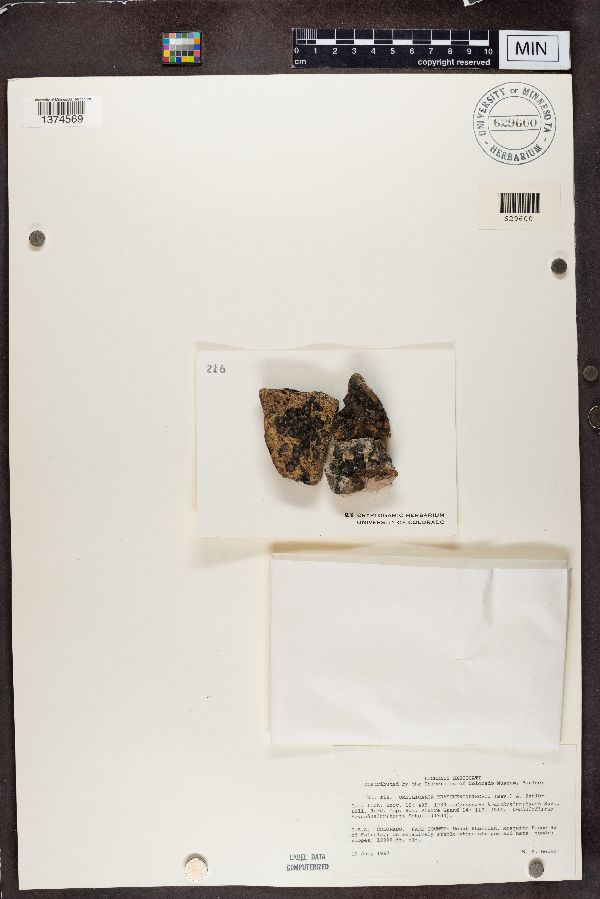 Umbilicaria krascheninnikovii image
