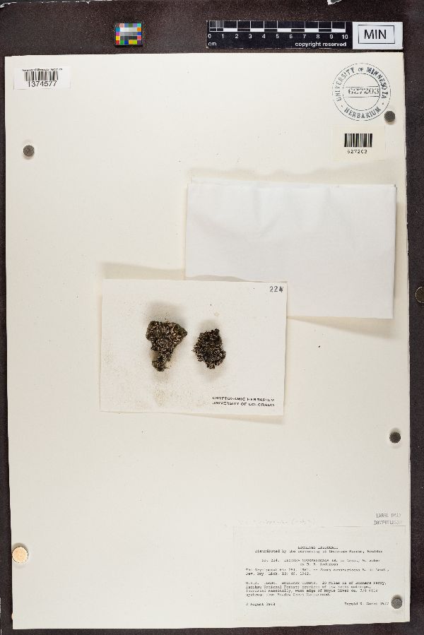 Lecidea novomexicana image