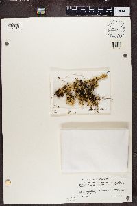 Cladia sullivanii image