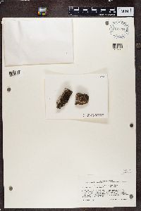 Lecidea aspidula image