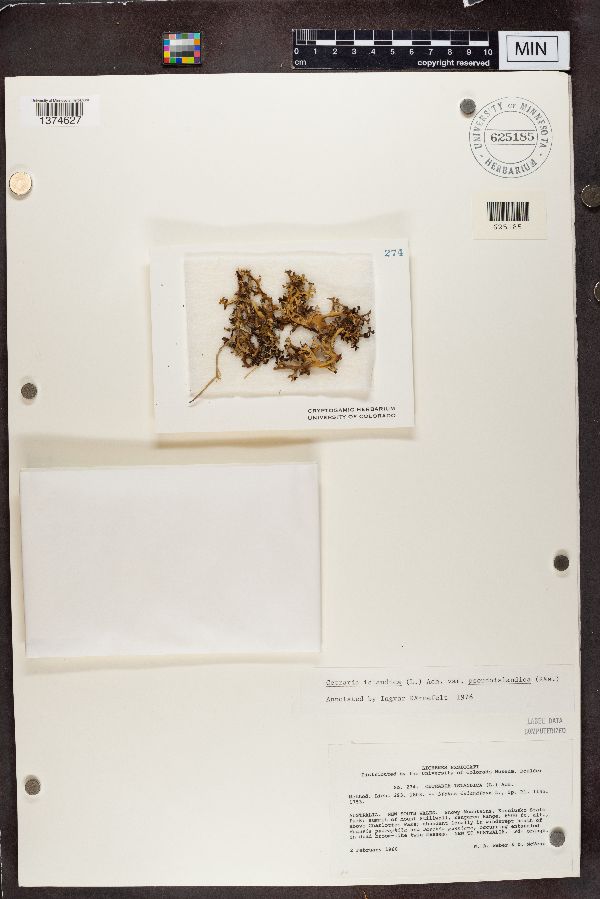 Cetraria islandica image