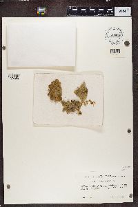 Coenogonium implexum image