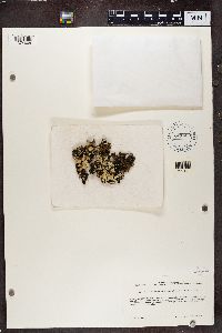 Cetrelia chicitae image